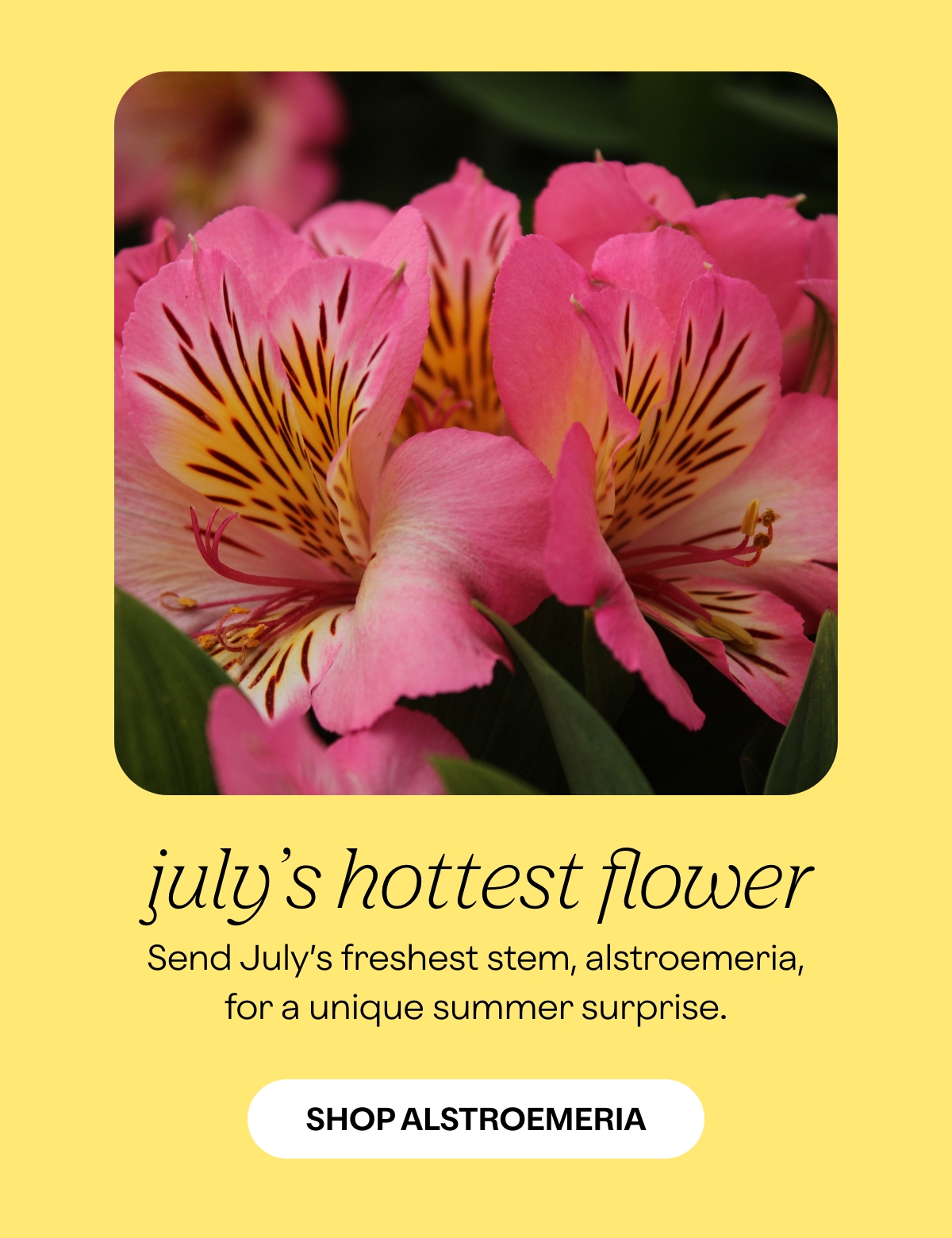 july's flower of the month is.... ProFlowers